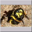 Cerceris quadricincta - Knotenwespe w002a 10mm - OS-Wallenhorst-Sandgrube-det.jpg